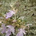 Teucrium fruticans fleur